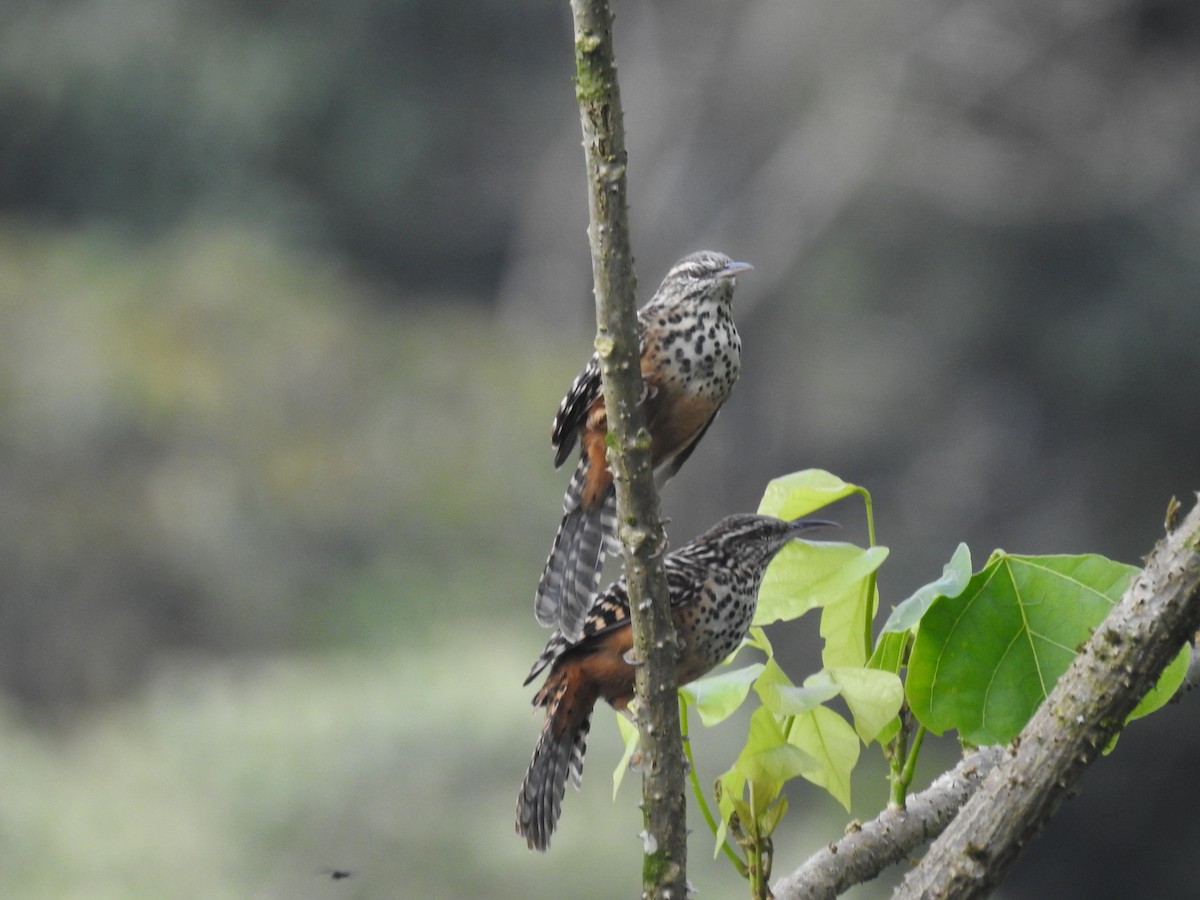 Band-backed Wren - ML643493411