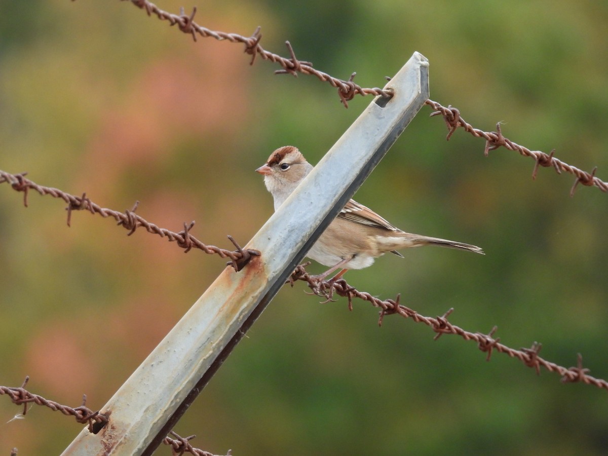 White-crowned Sparrow - ML643493422