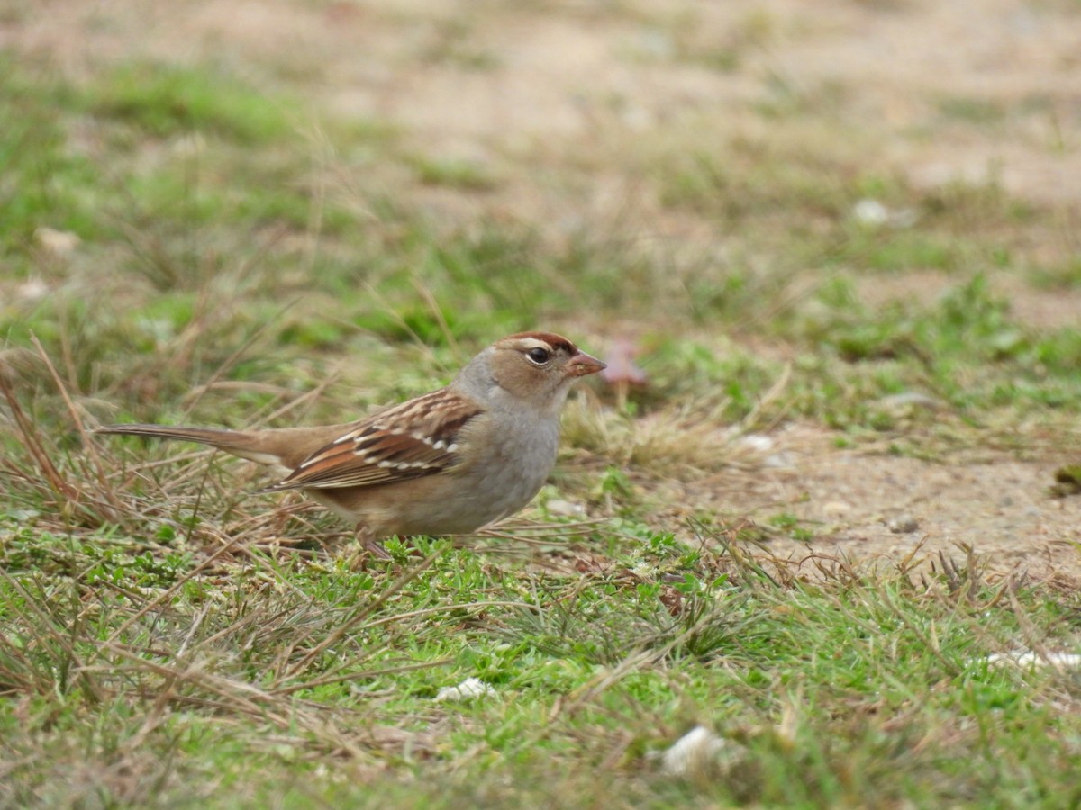 White-crowned Sparrow - ML643493423
