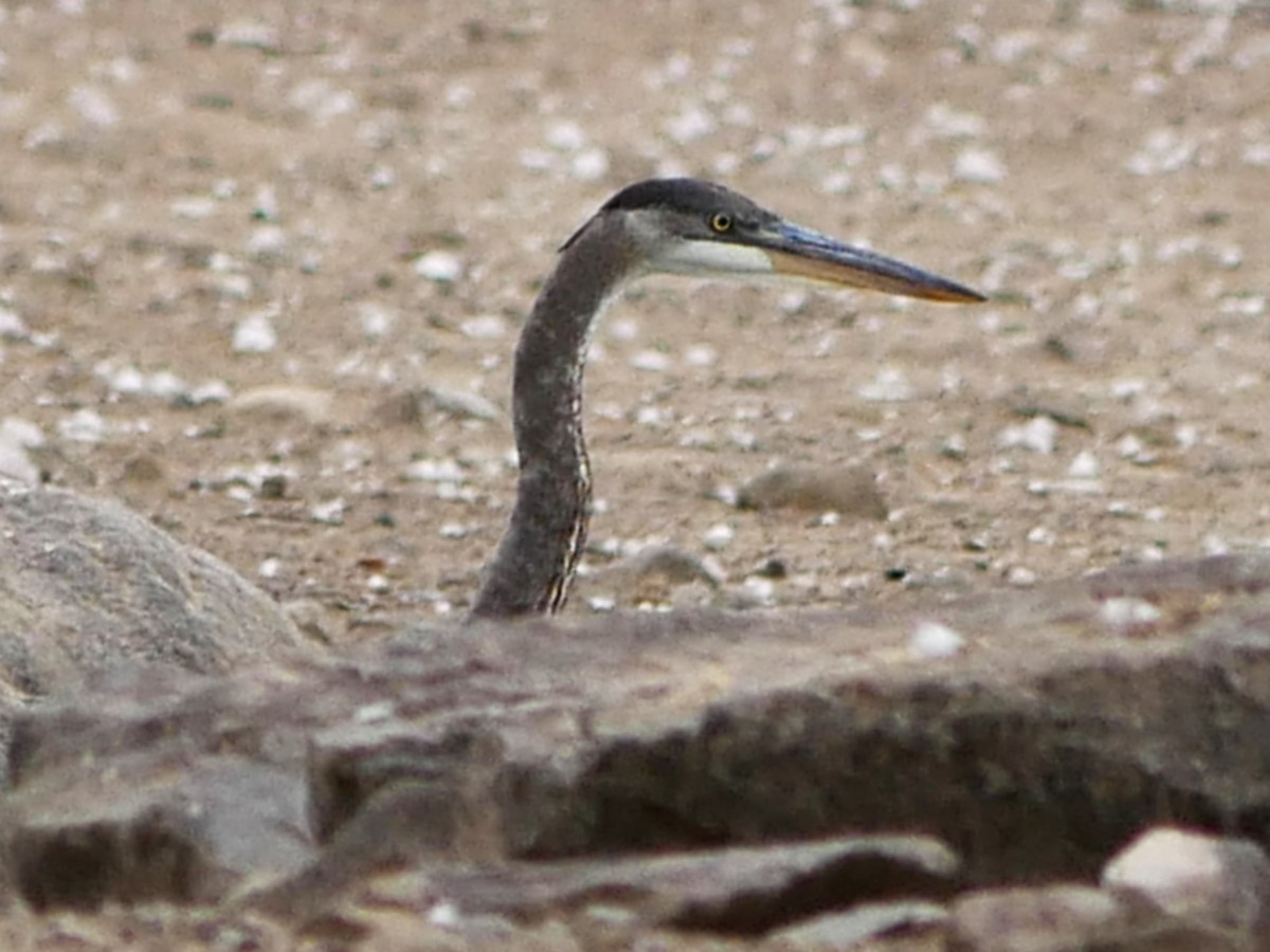 Great Blue Heron - ML643493430
