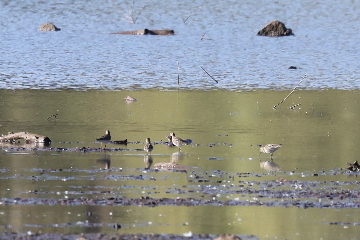 Pectoral Sandpiper - ML643493436