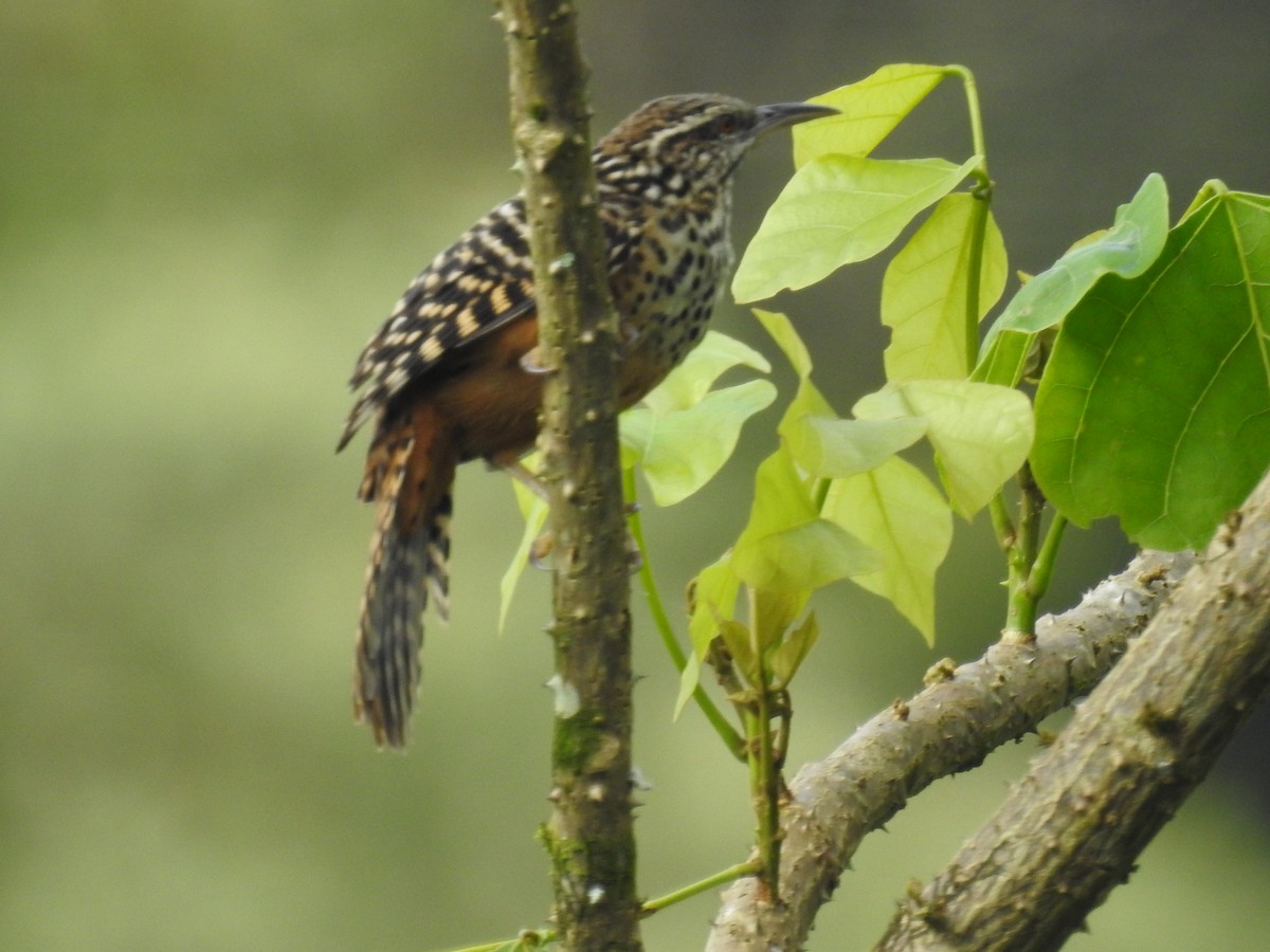 Band-backed Wren - ML643493457