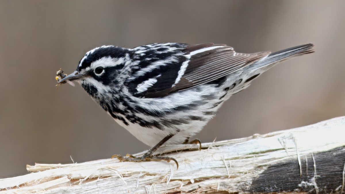 Black-and-white Warbler - ML643493488