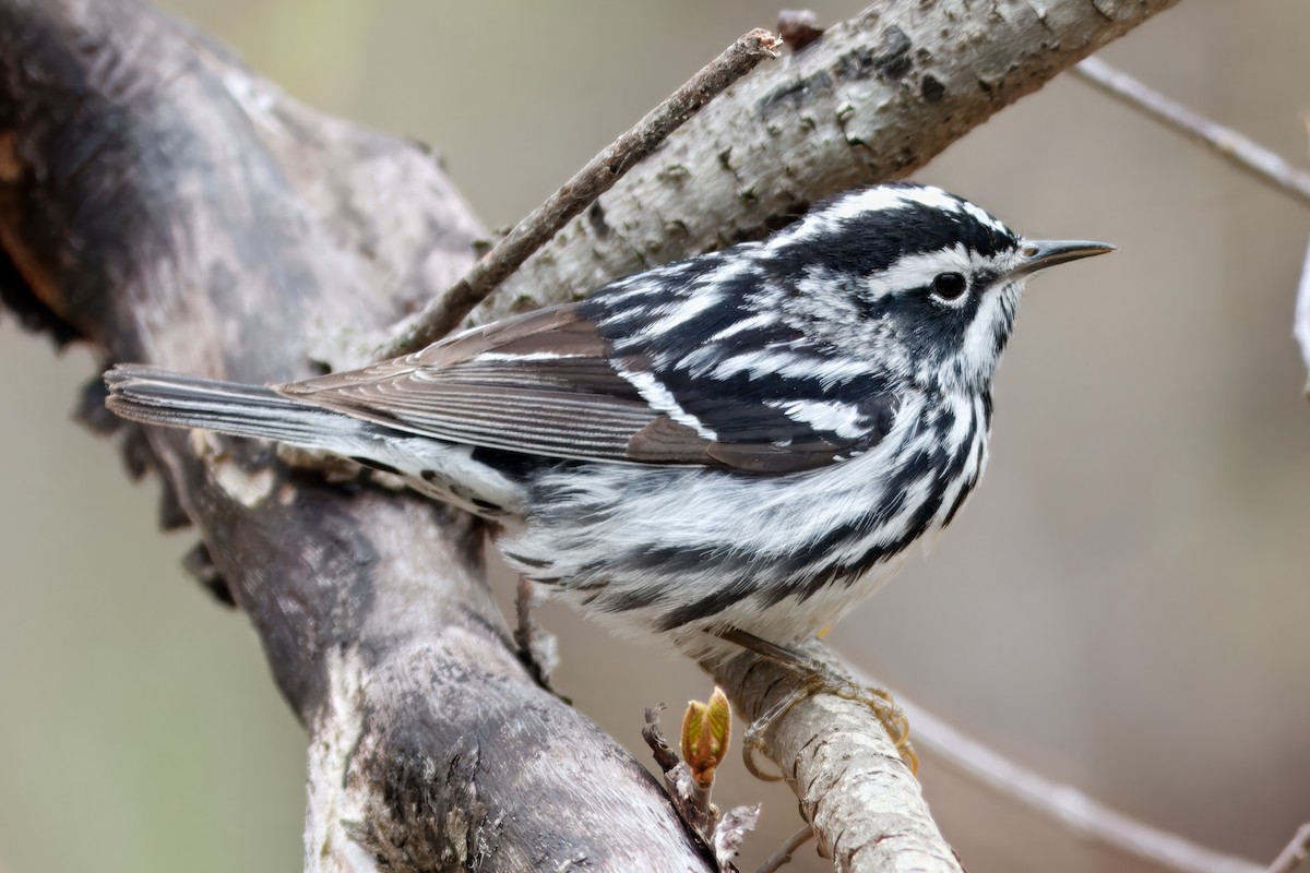 Black-and-white Warbler - ML643493489