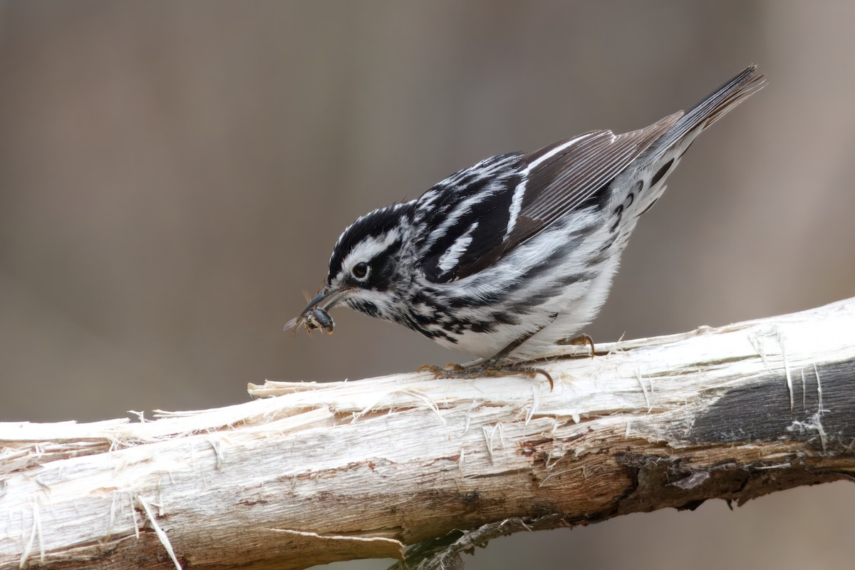 Black-and-white Warbler - ML643493490