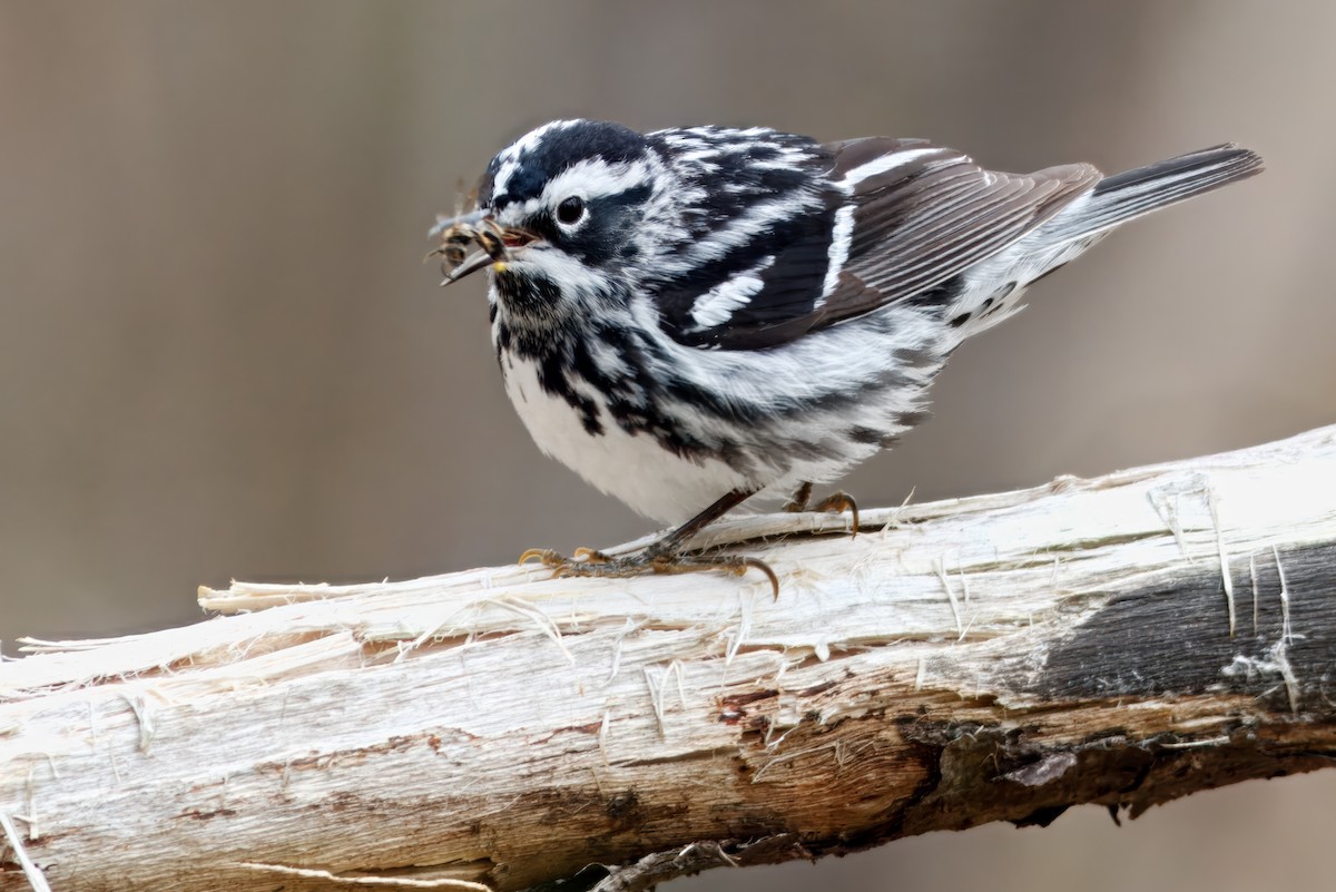 Black-and-white Warbler - ML643493491