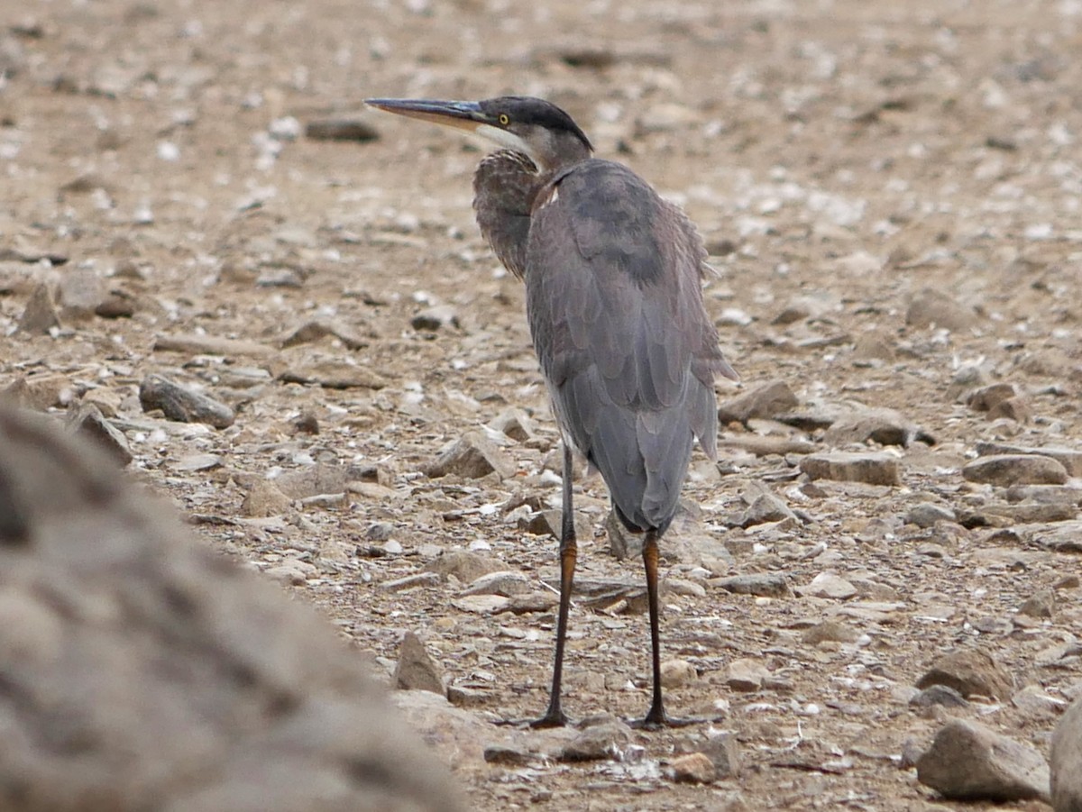 Great Blue Heron - ML643493496