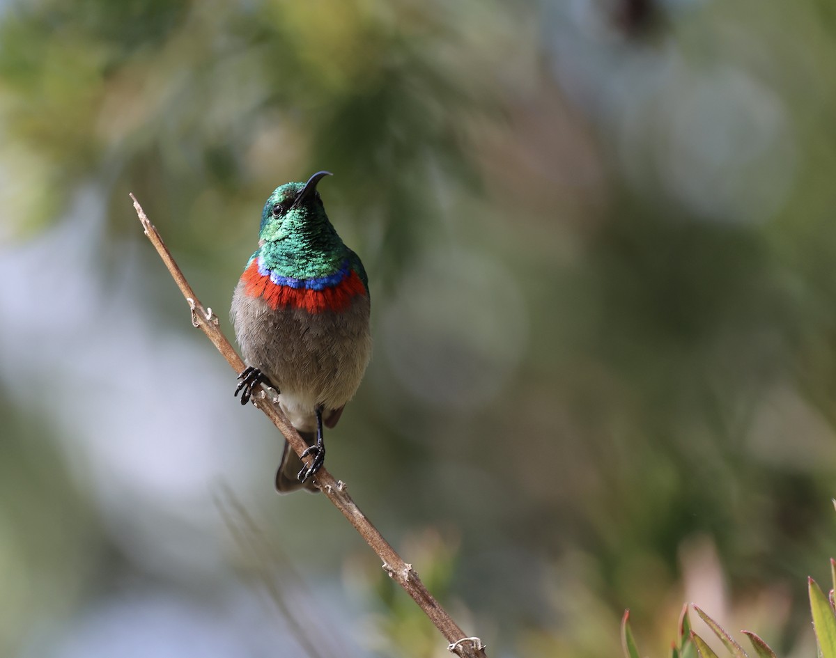 Southern Double-collared Sunbird - ML643493503