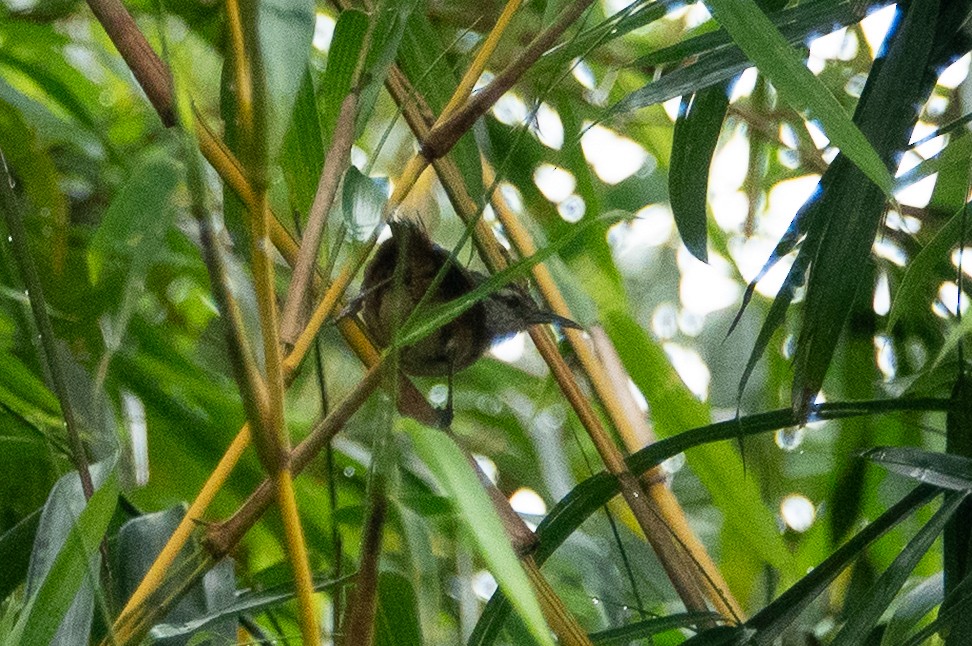 Isthmian Wren - ML643493506