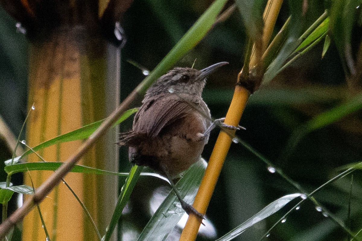 Isthmian Wren - ML643493507