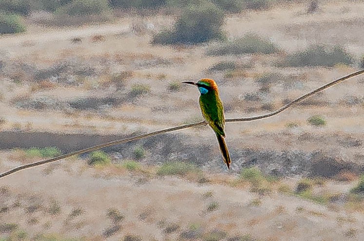 Arabian Green Bee-eater - ML643493508