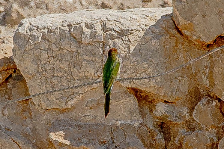 Arabian Green Bee-eater - ML643493509