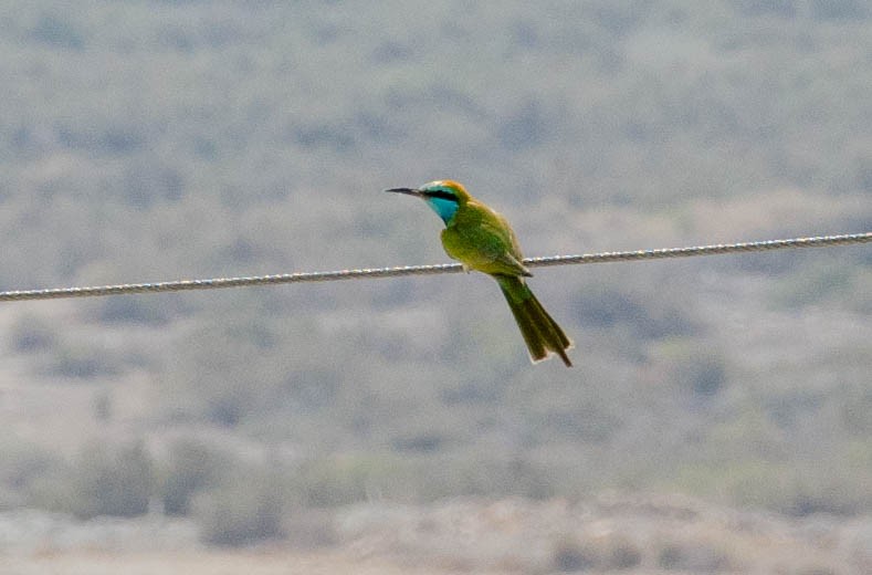 Arabian Green Bee-eater - ML643493510