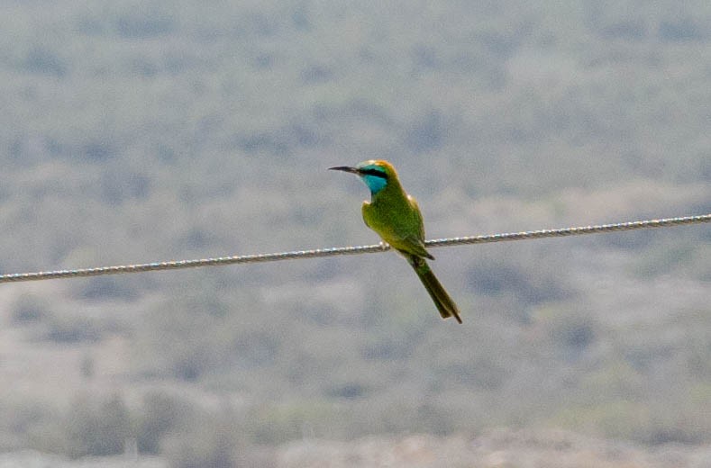 Arabian Green Bee-eater - ML643493511