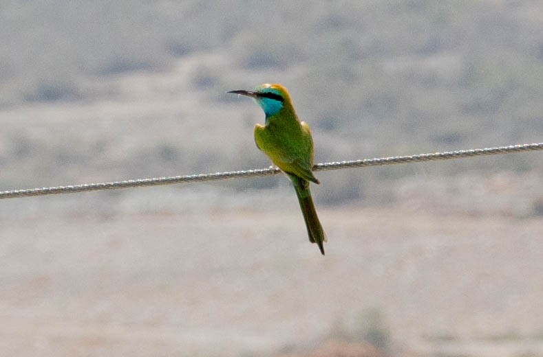 Arabian Green Bee-eater - ML643493512