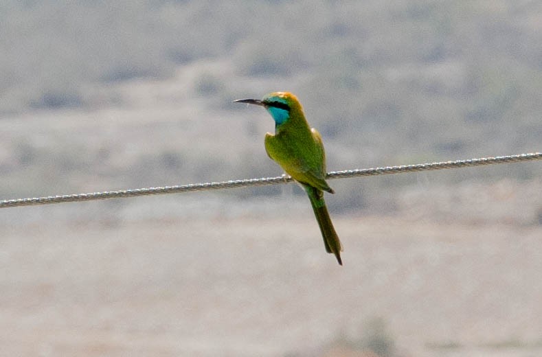 Arabian Green Bee-eater - ML643493513