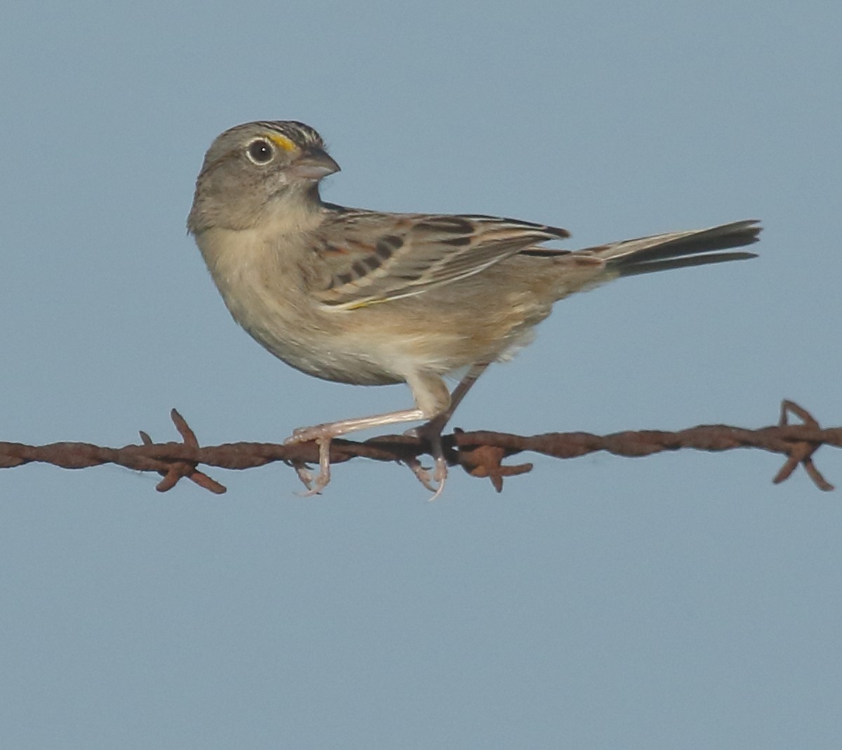 Grassland Sparrow - ML643493515