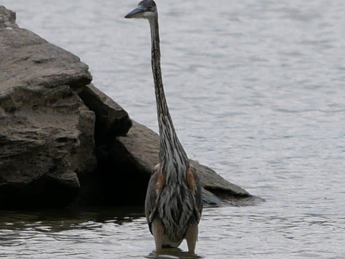 Great Blue Heron - ML643493522