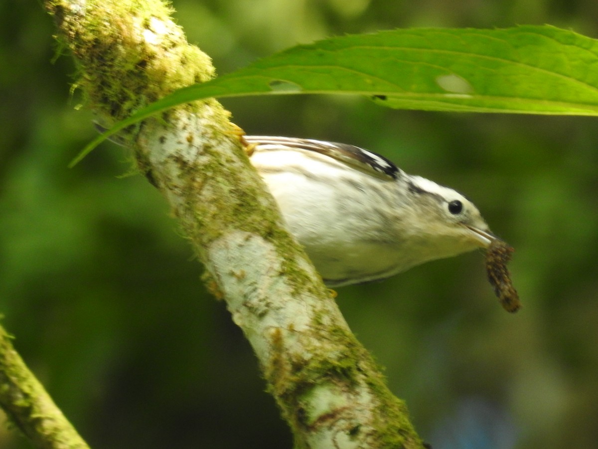 Black-and-white Warbler - ML643493537