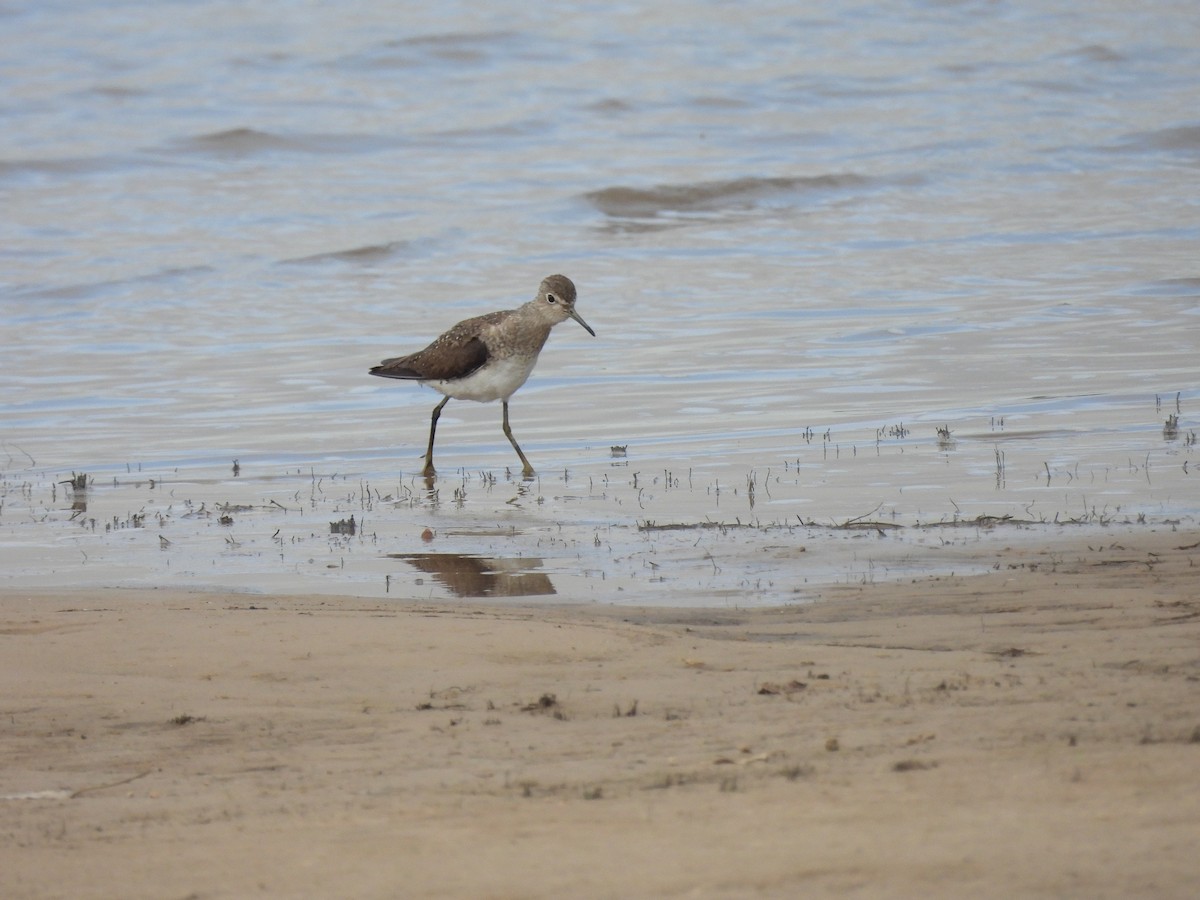 Solitary Sandpiper - ML643493547