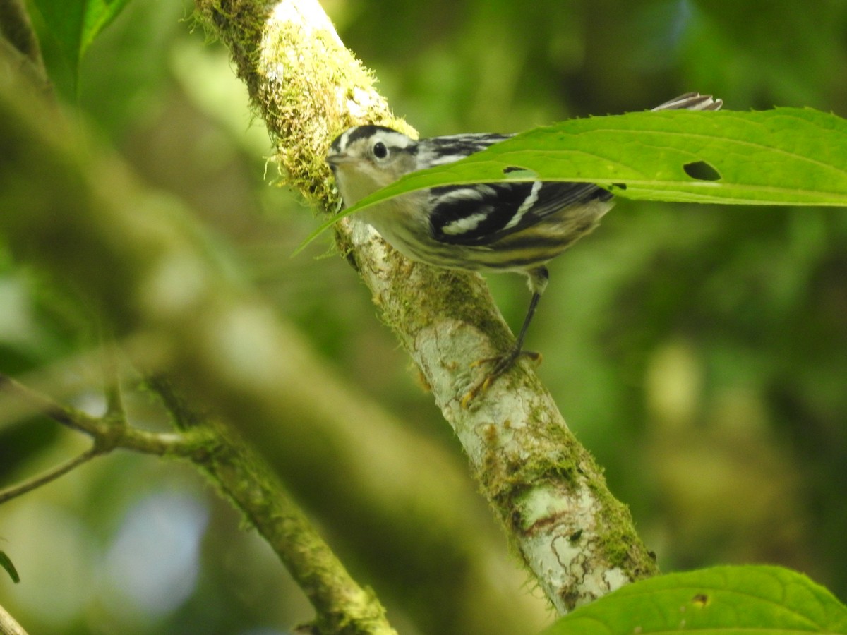 Black-and-white Warbler - ML643493554