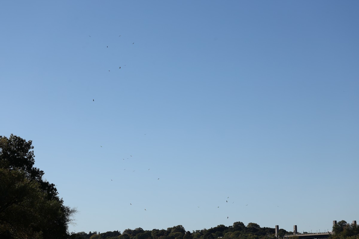 Turkey Vulture - ML643493556