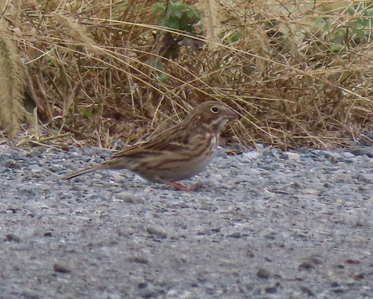 Vesper Sparrow - ML643493598