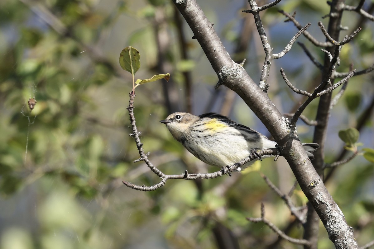lesňáček žlutoskvrnný (ssp. coronata) - ML643493600