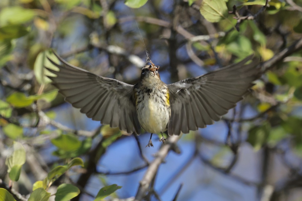 lesňáček žlutoskvrnný (ssp. coronata) - ML643493601