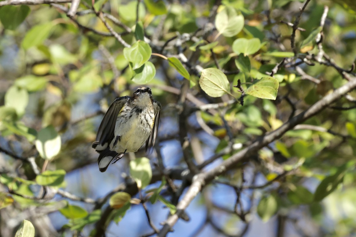 lesňáček žlutoskvrnný (ssp. coronata) - ML643493602