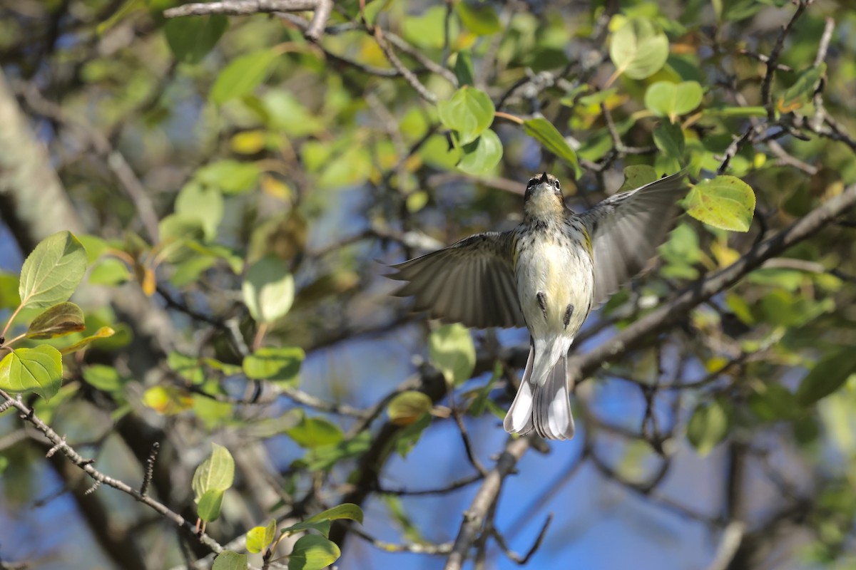 lesňáček žlutoskvrnný (ssp. coronata) - ML643493603