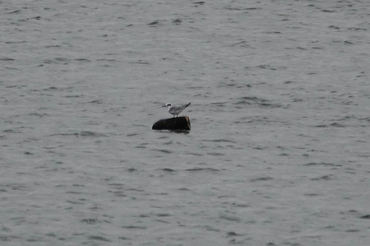 Sterne de Forster - ML643493622