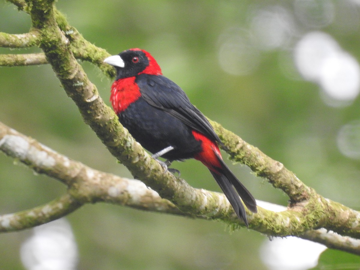 Crimson-collared Tanager - ML643493651