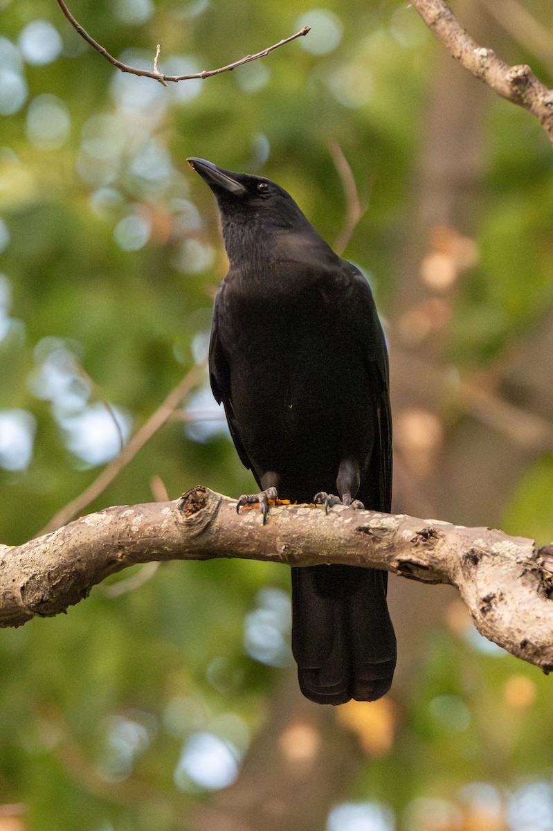 American Crow - ML643493660
