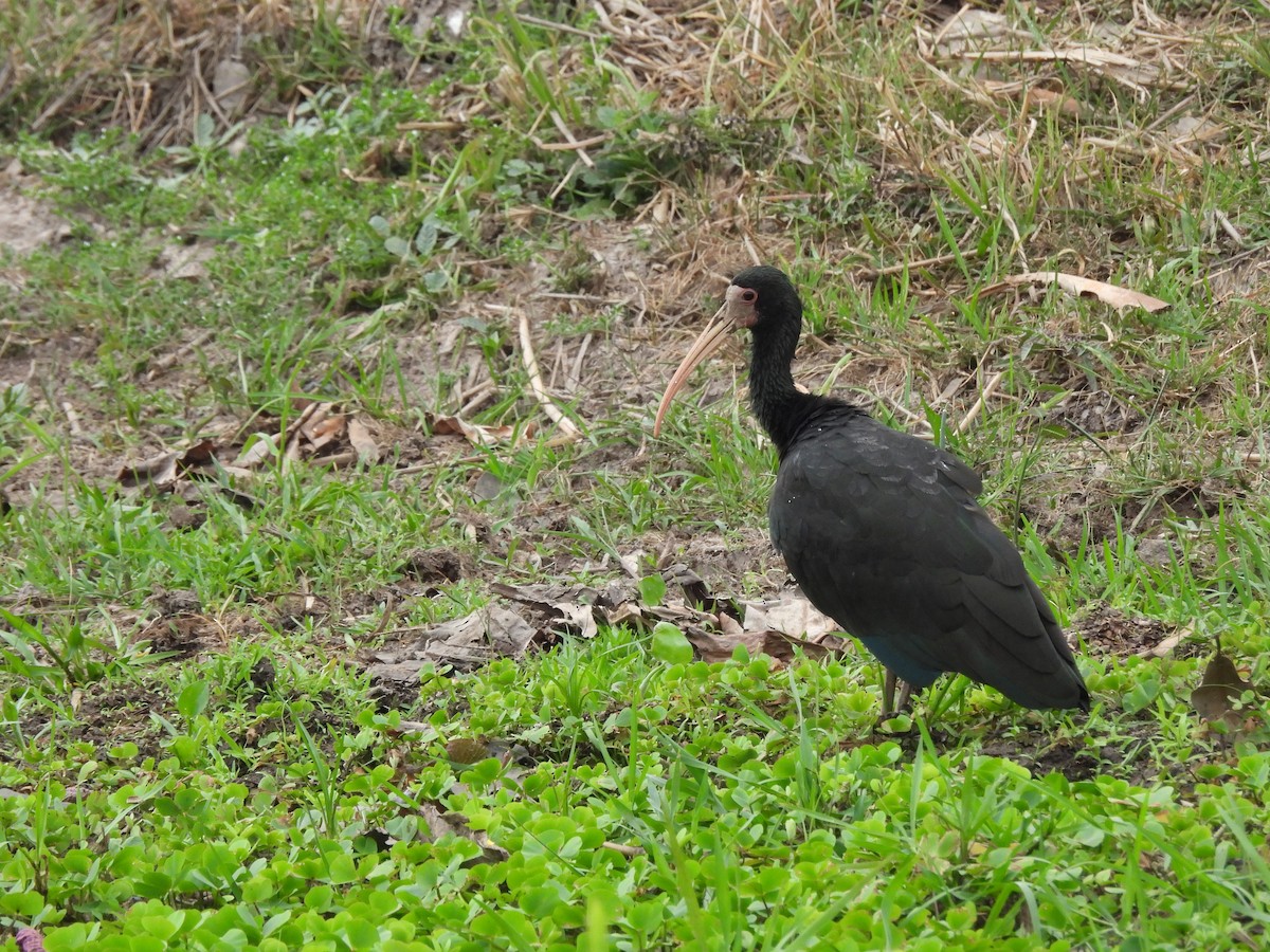 Bare-faced Ibis - ML643493662