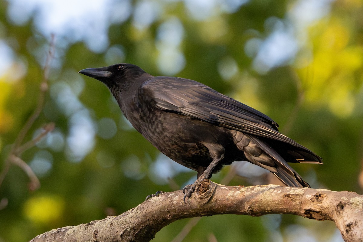 American Crow - ML643493668