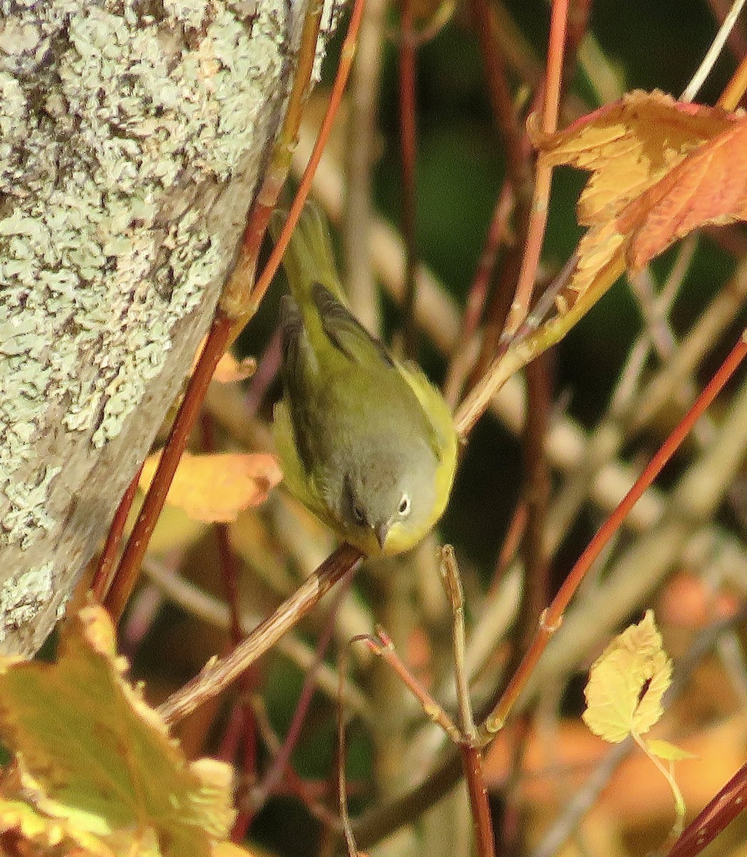 Nashville Warbler - ML643493670