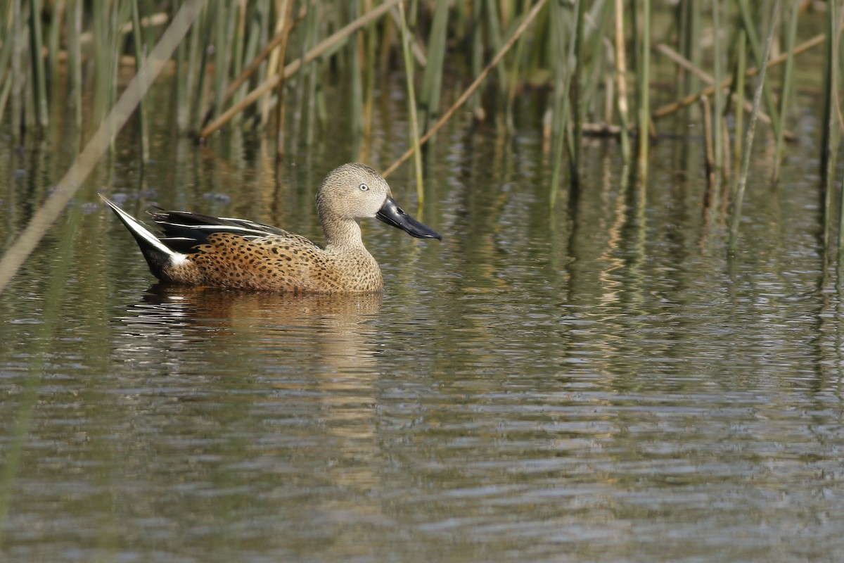 Red Shoveler - ML643493674