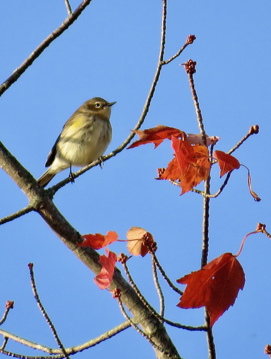 Yellow-rumped Warbler - ML643493679