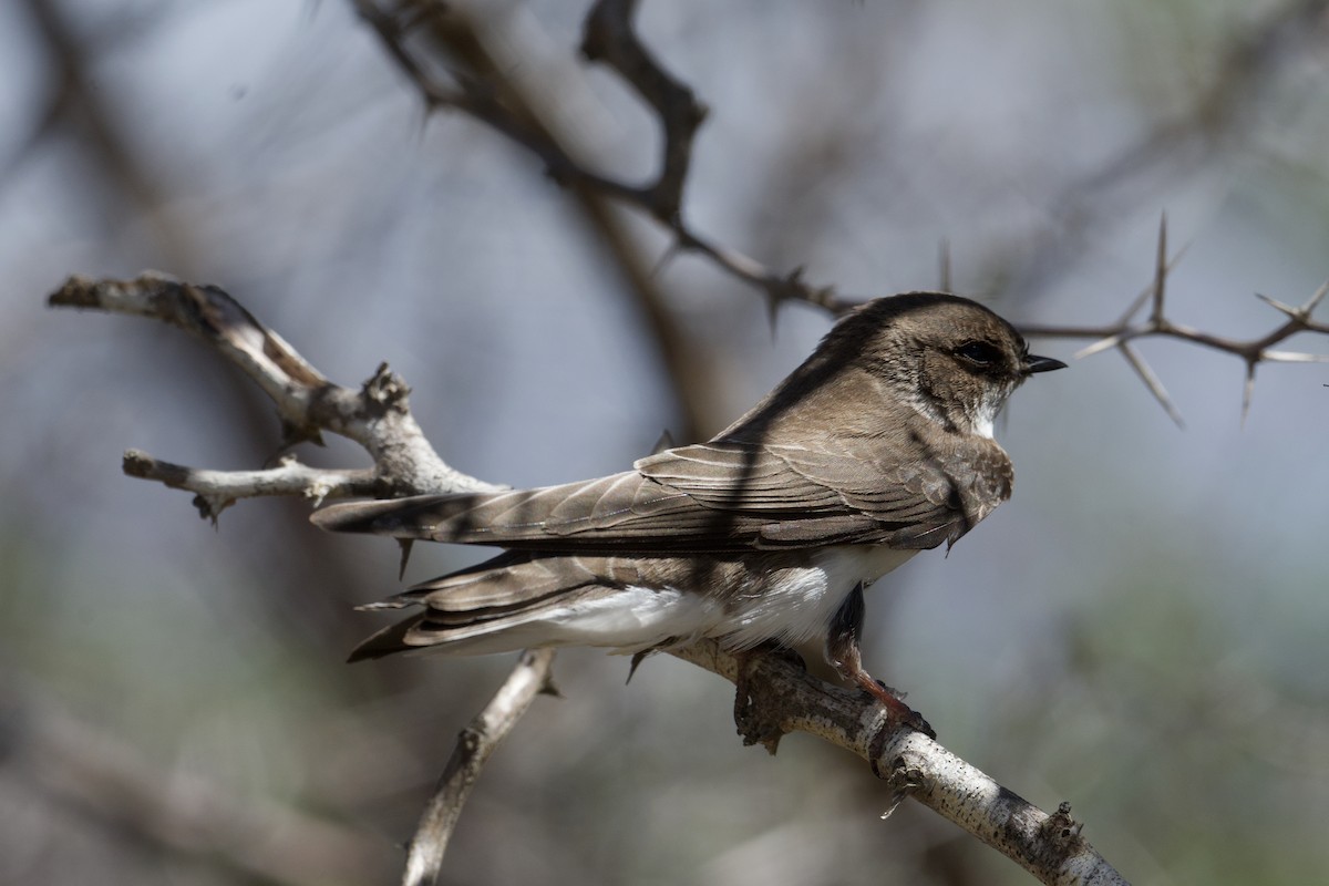 Bank Swallow - ML643493730