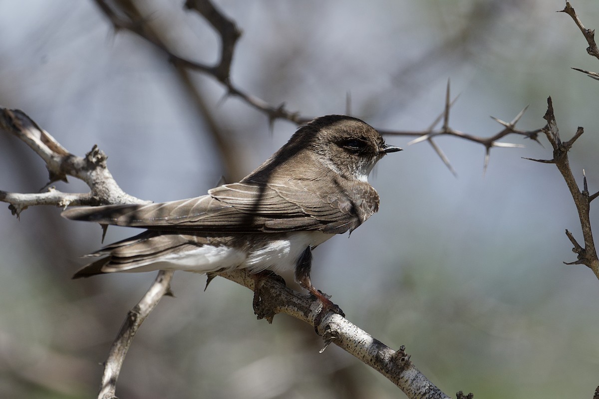 Bank Swallow - ML643493731
