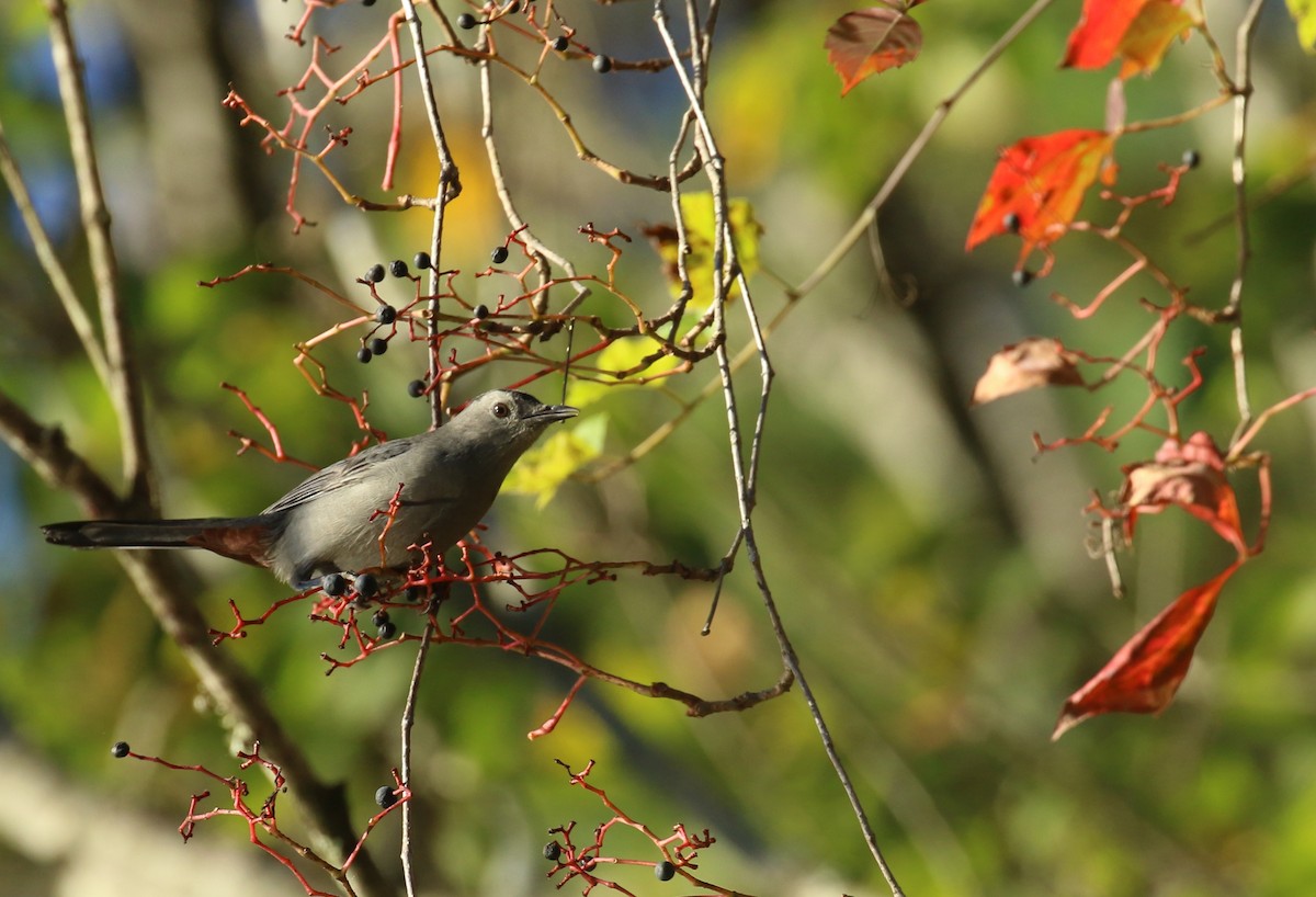 Gray Catbird - ML643493758