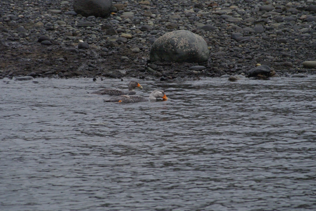Flightless Steamer-Duck - ML643493827