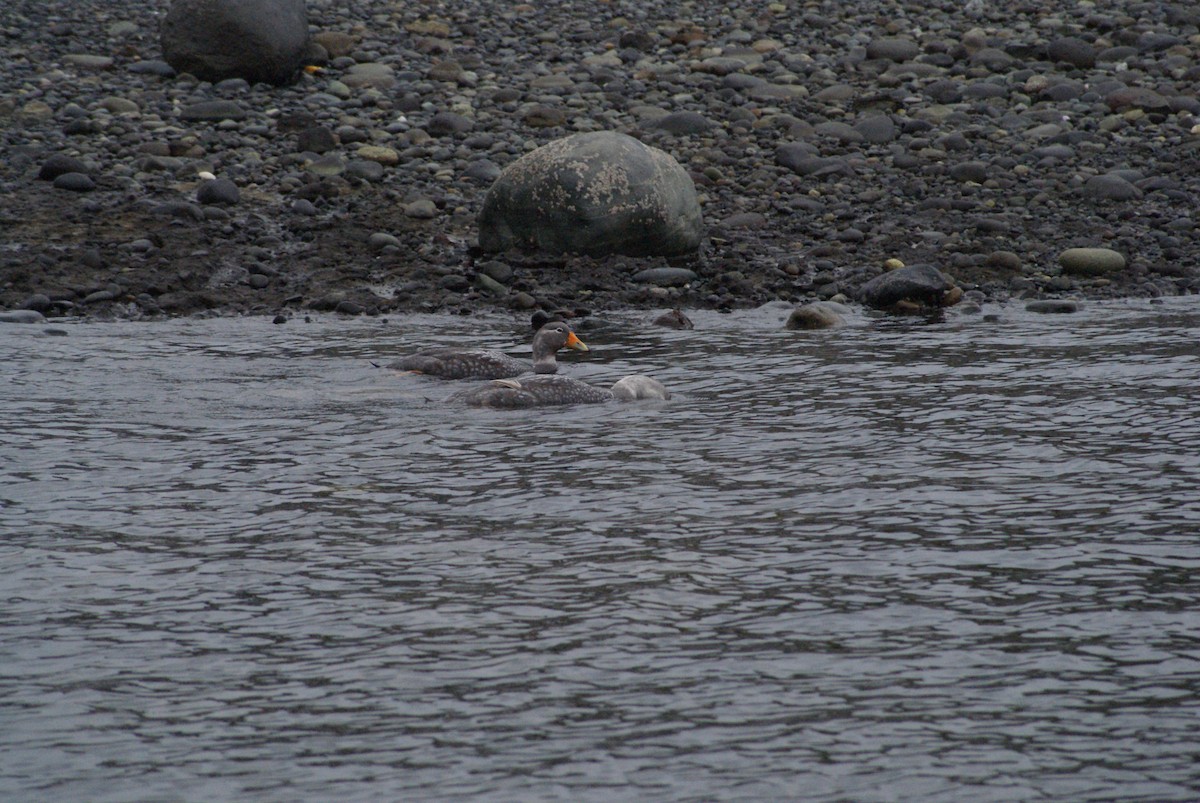 Flightless Steamer-Duck - ML643493828