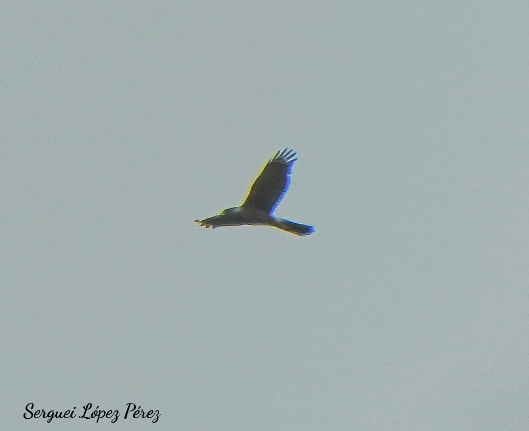 Gundlach's Hawk - ML643493834