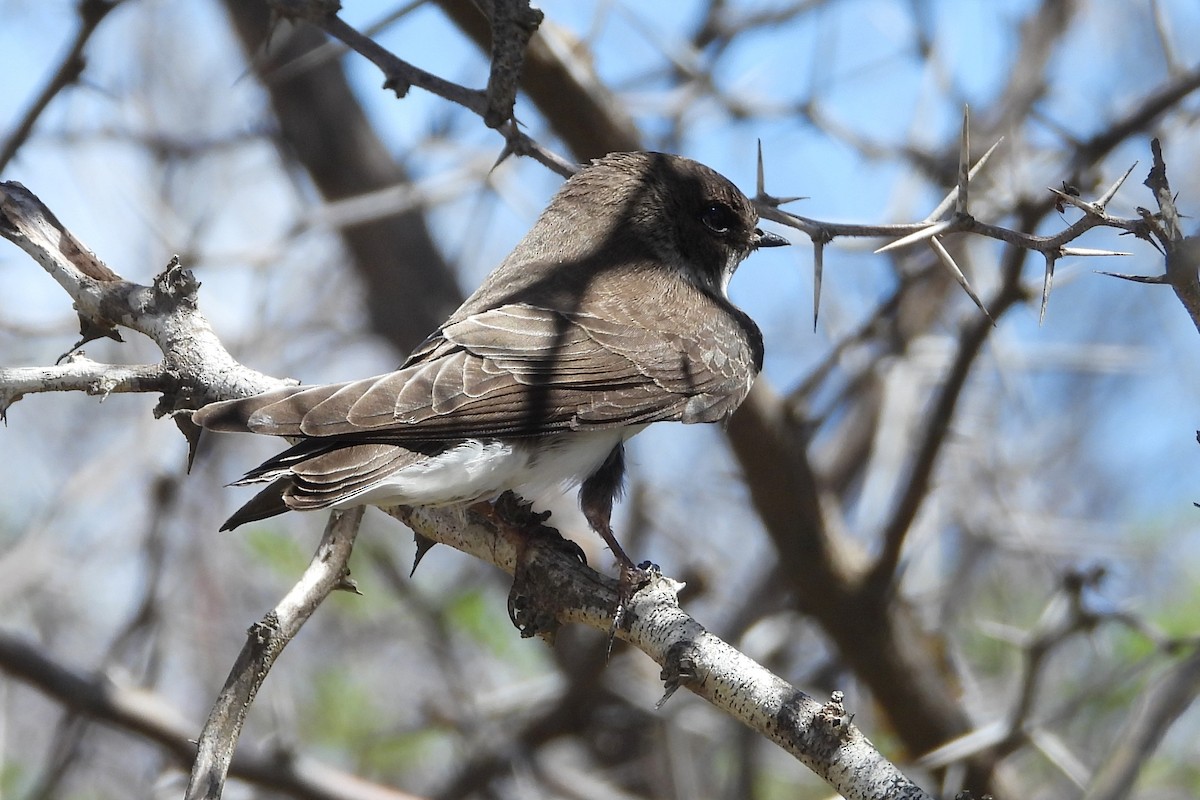 Bank Swallow - ML643493835