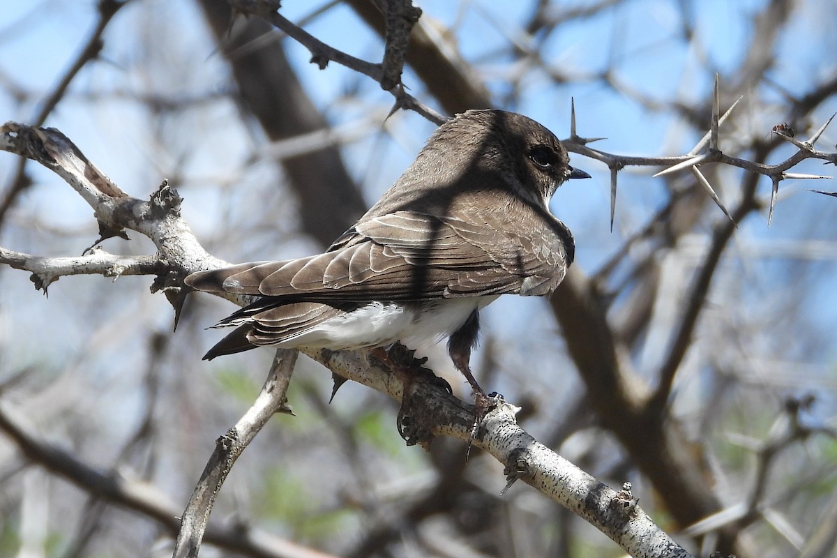 Bank Swallow - ML643493836