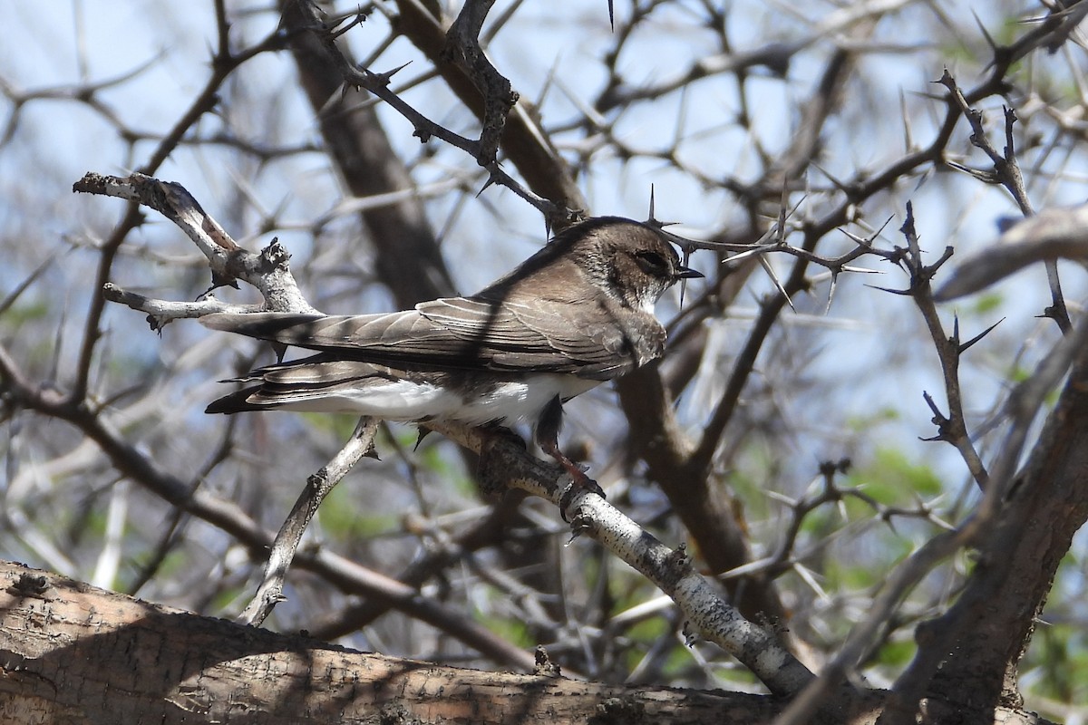 Bank Swallow - ML643493842