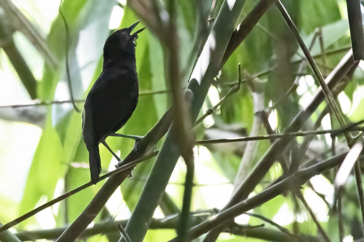 Goeldi's Antbird - ML643493861