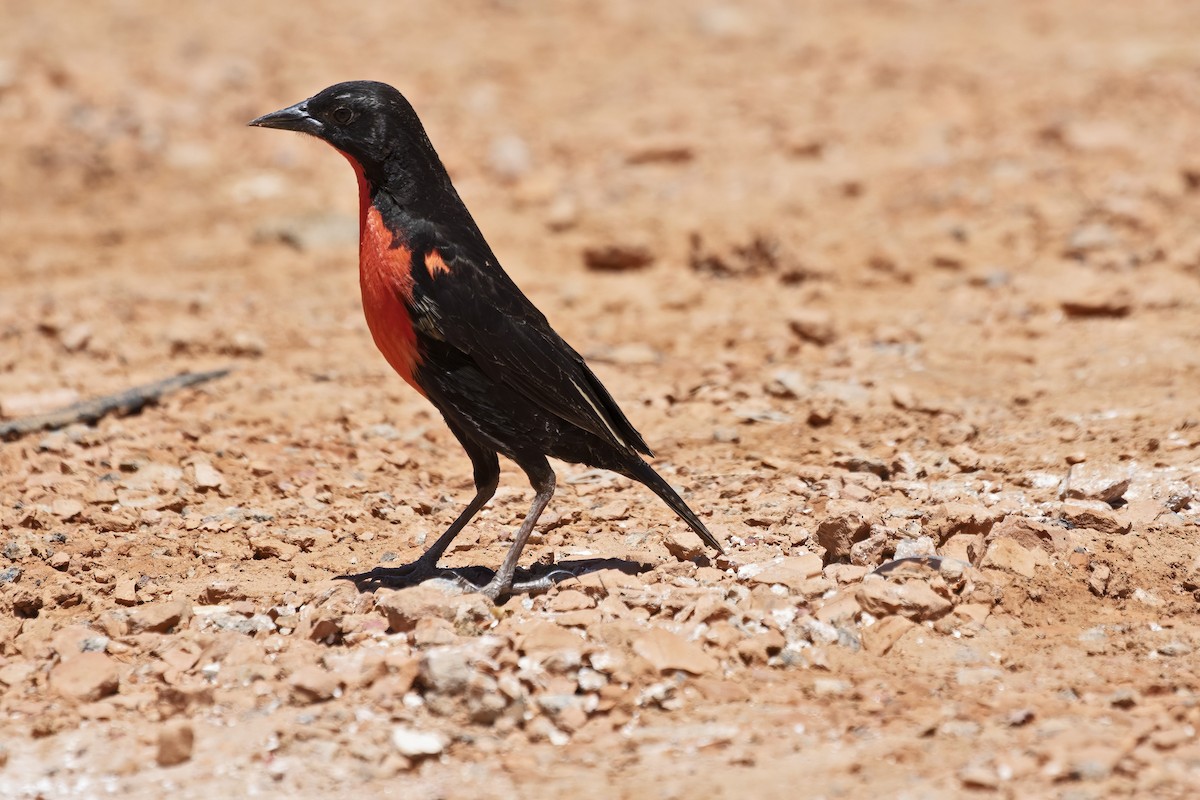 Red-breasted Meadowlark - ML643493869